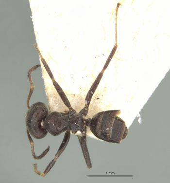 Media type: image;   Entomology 21334 Aspect: habitus dorsal view
